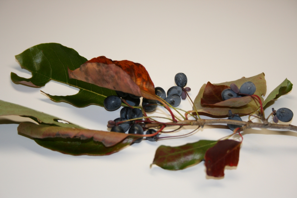 Detached leafy shoot with black olive-like fruits