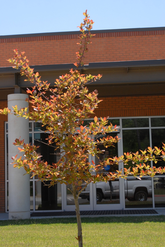 Young tree with new leave emerging coppery red.