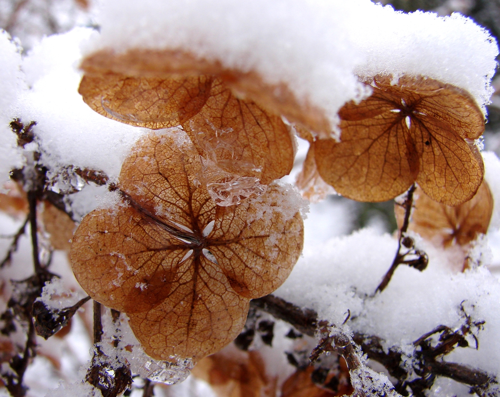 Oakleaf Hydrangea with snow and ice