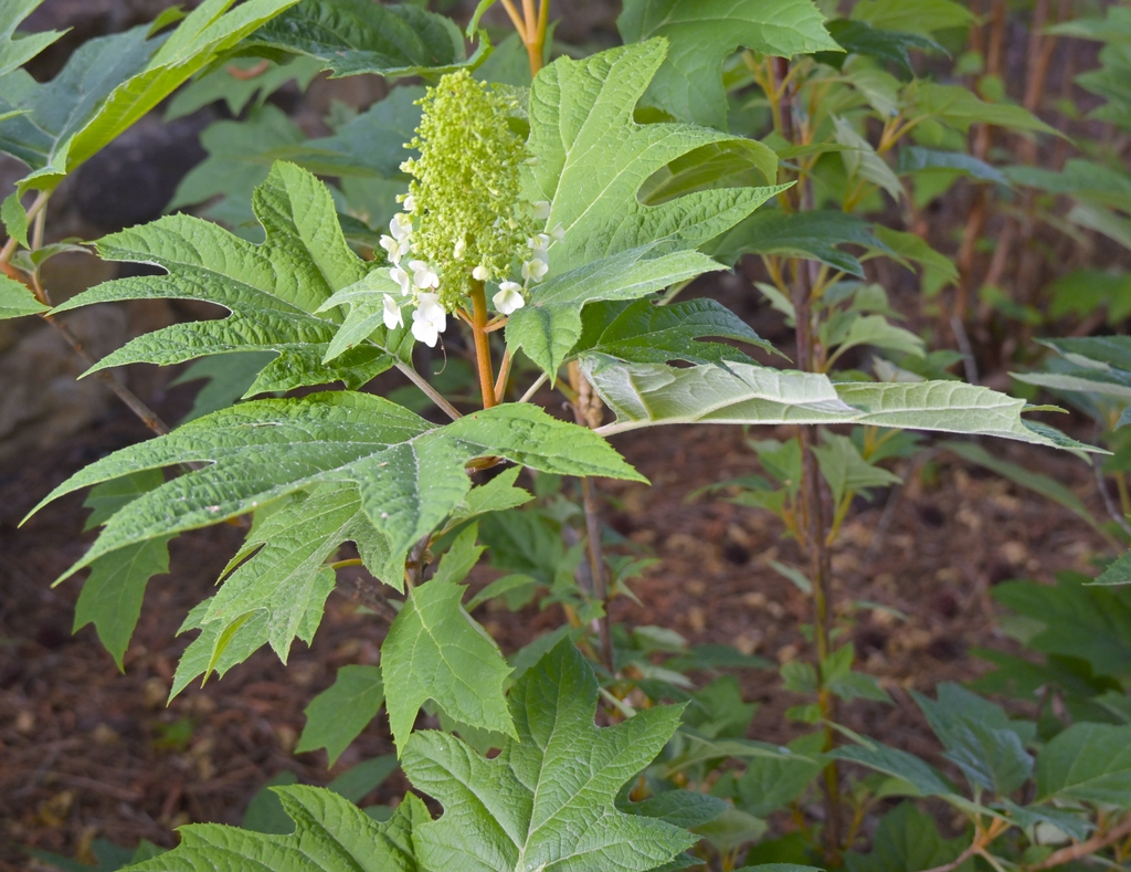 Oak shaped leaves Green on upper side and silver underneath