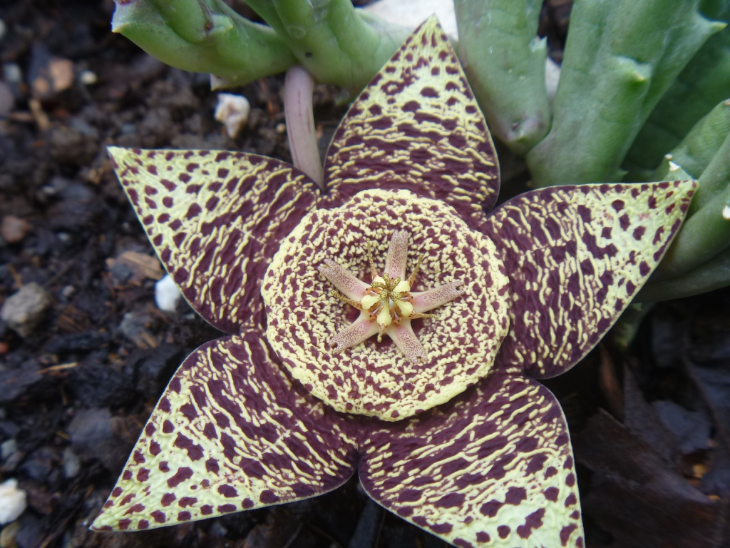 Flower close up