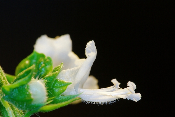 Ocimum basilicum