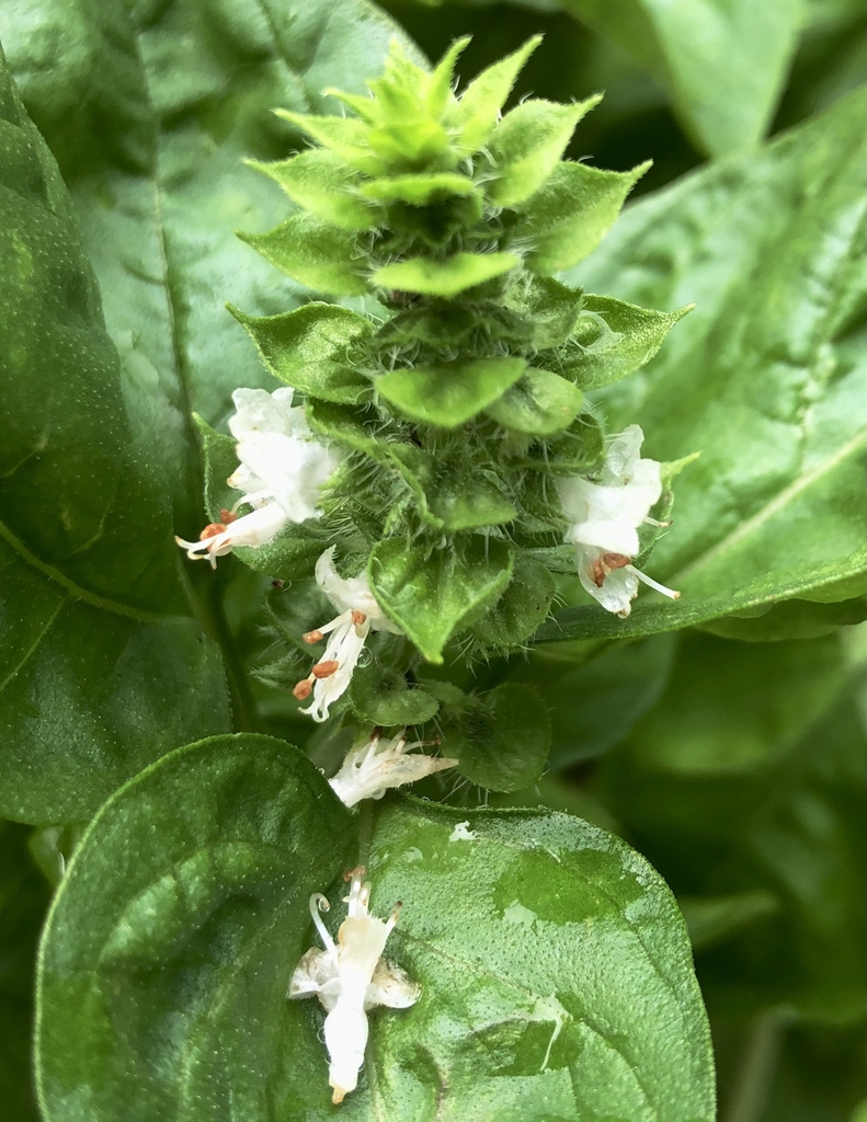 Flower - Wake Co., NC