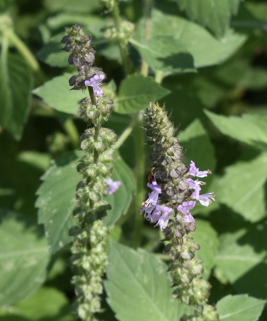 Pubescent stalks and whorled bracteoles with  tubular flower