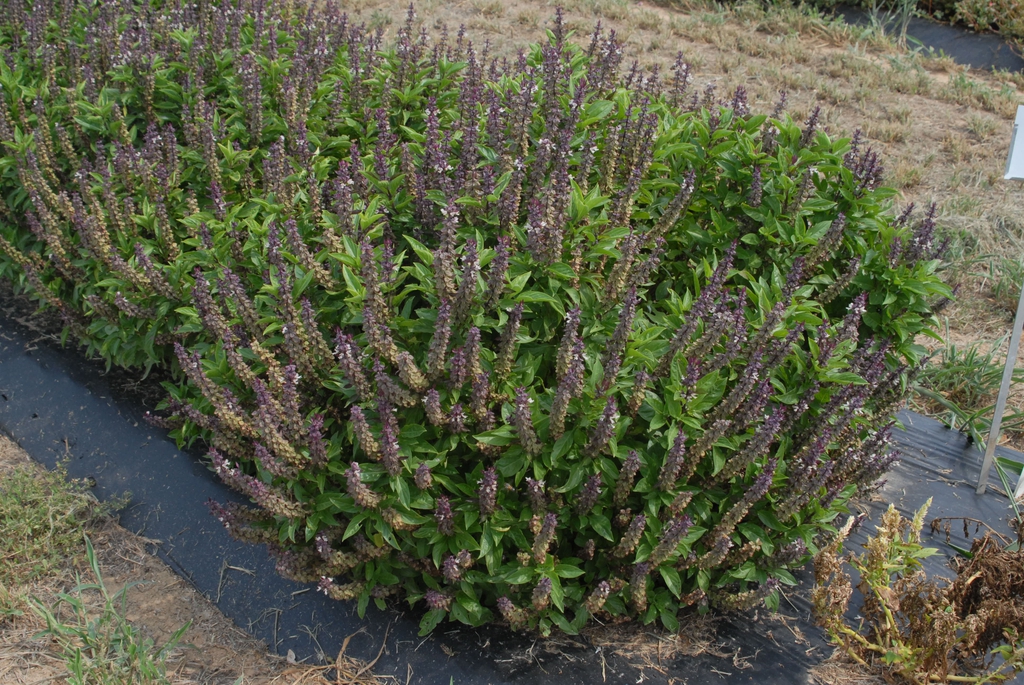 Ocimum basilicum