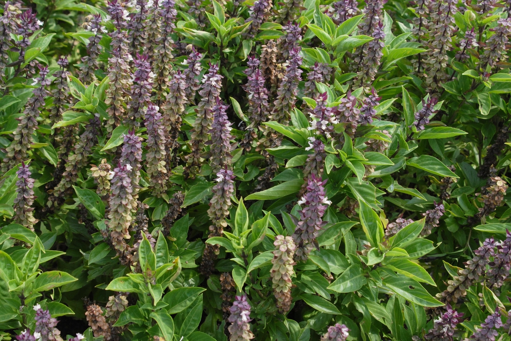 Ocimum basilicum