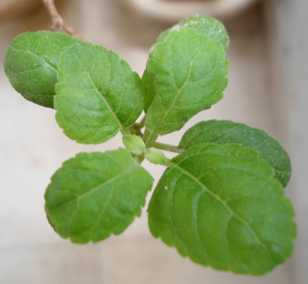 Ocimum tenuiflorum