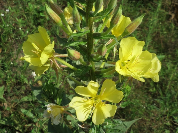 Oenothera biennis