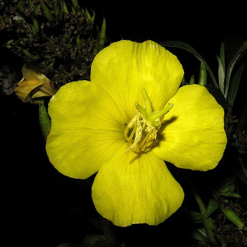 Oenothera biennis