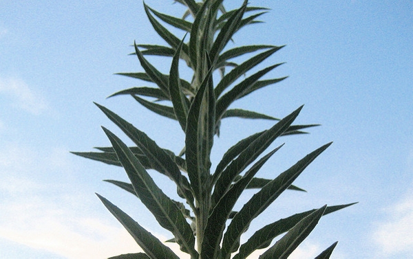 Oenothera biennis
