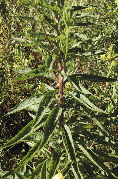 Oenothera biennis
