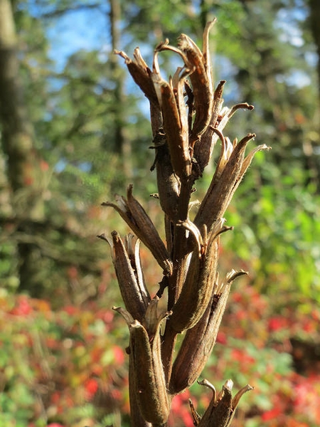 Oenothera biennis