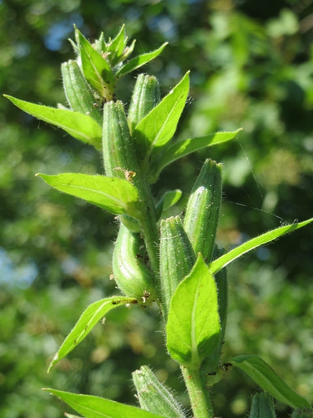 Oenothera biennis