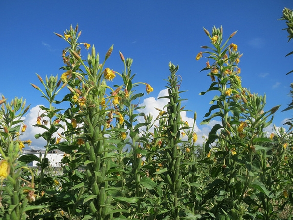 Oenothera biennis