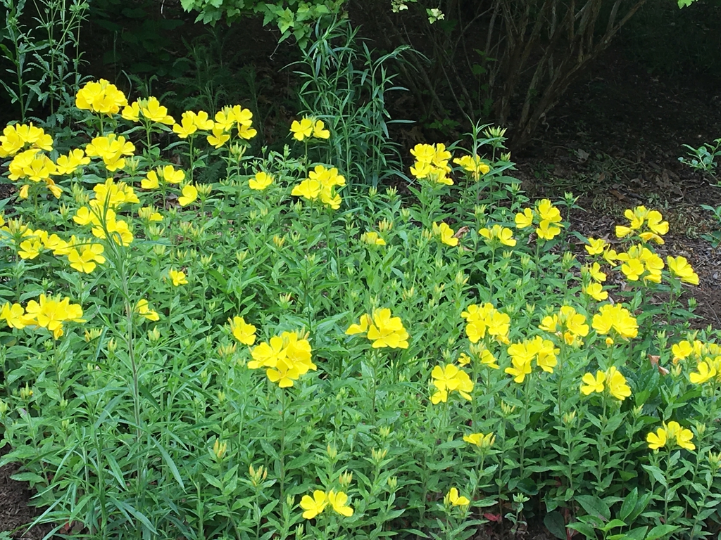 Oenothera fruticosa