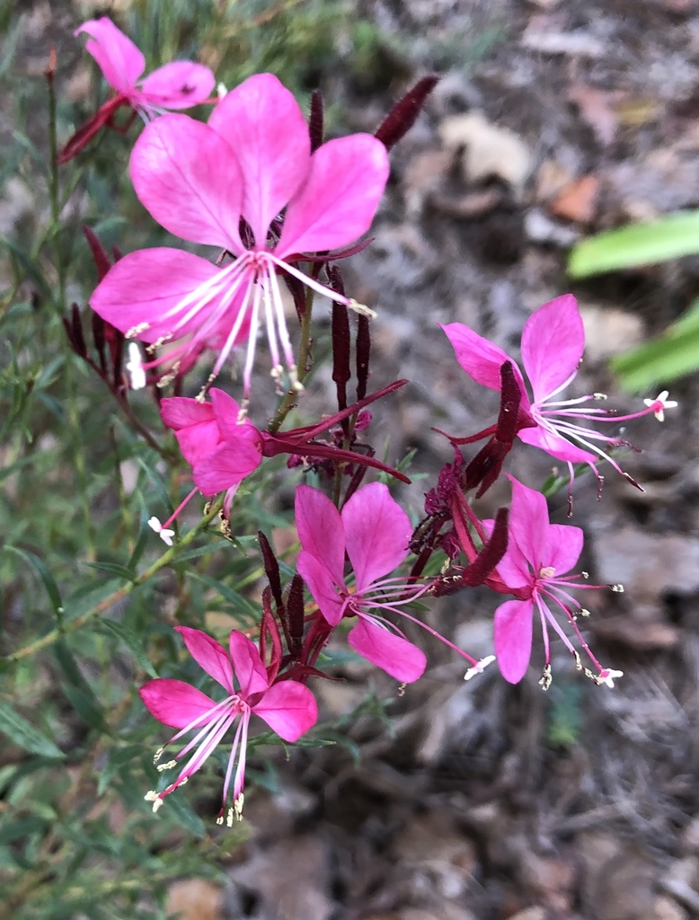 Flowers - Warren Co., NC
