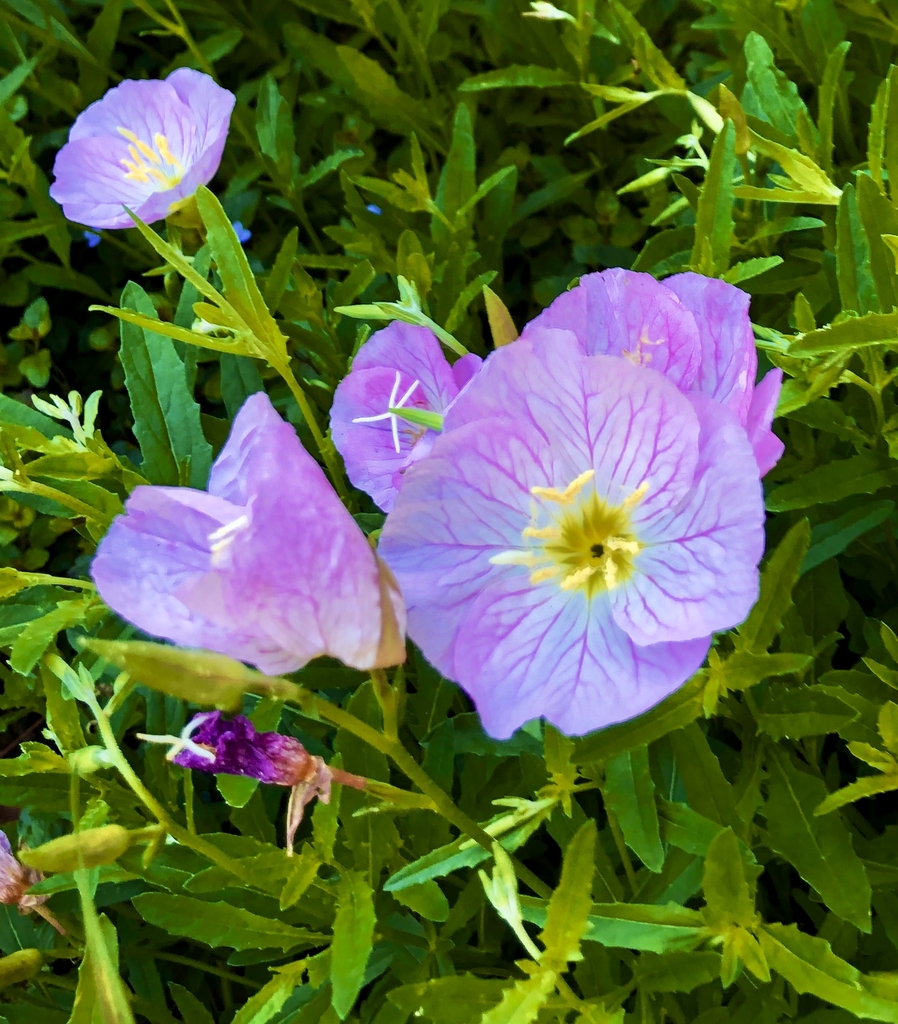 Flower - Spring - Wake Co., NC
