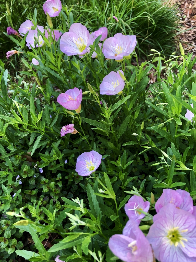 Form - Spring - Wake Co., NC