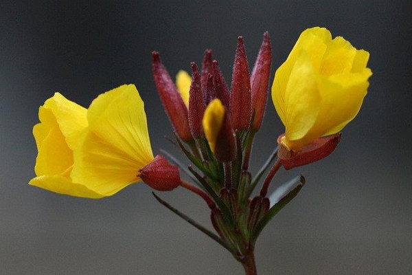 Oenothera tetragona