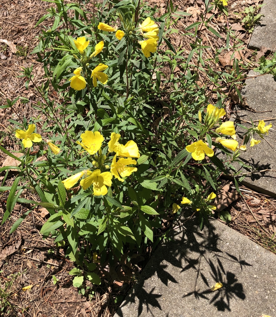 Oenothera biennis