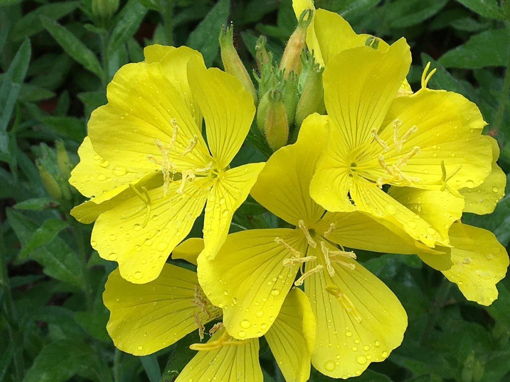 Oenothera fruticosa