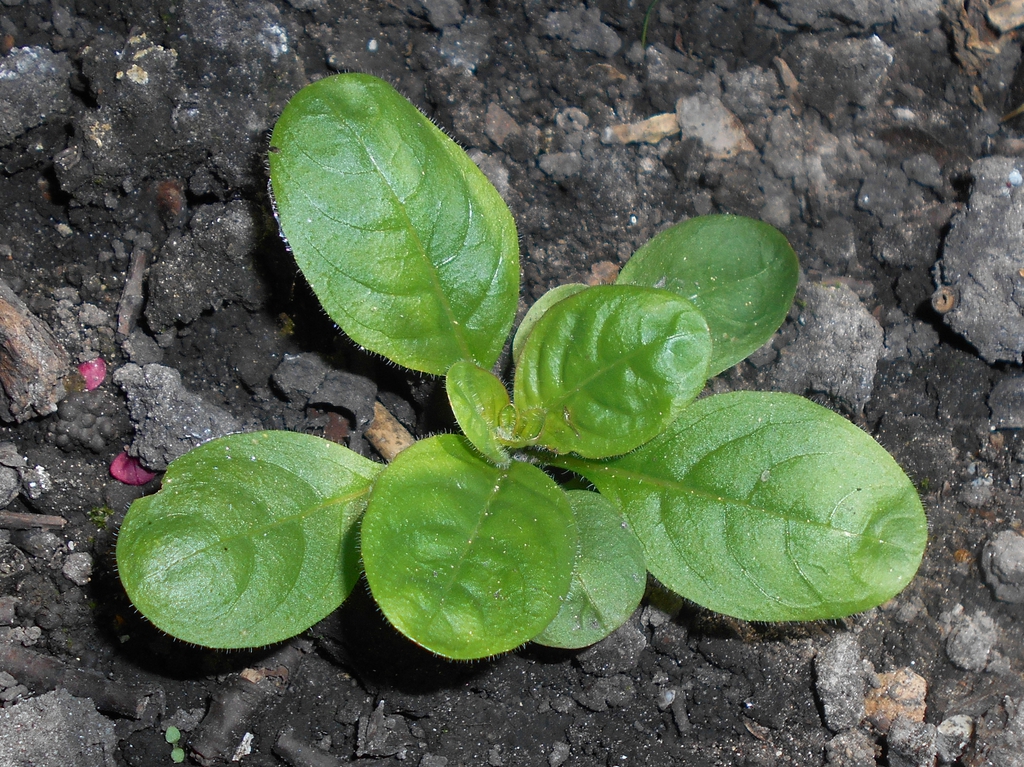 Leaves