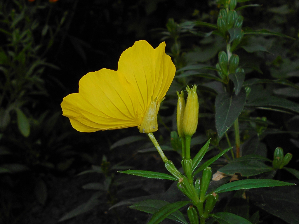 Back of flower