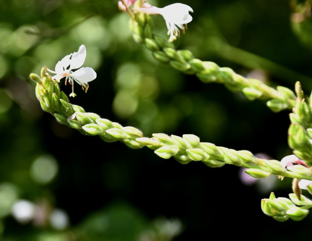 Fruits forming