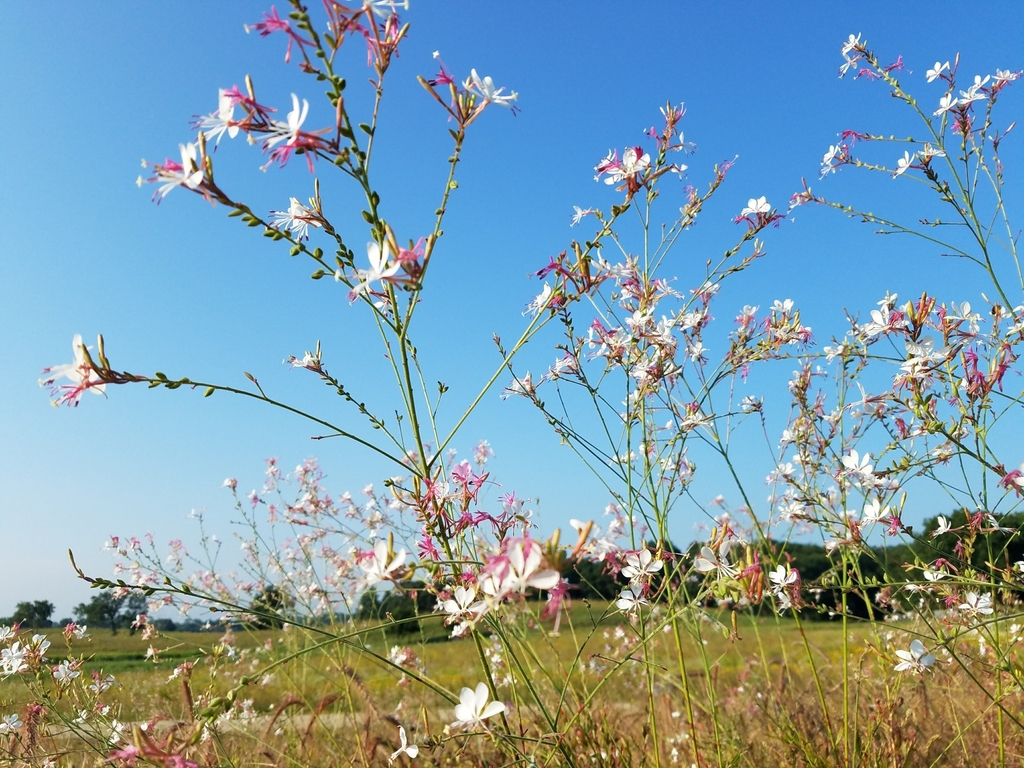 Native habitat