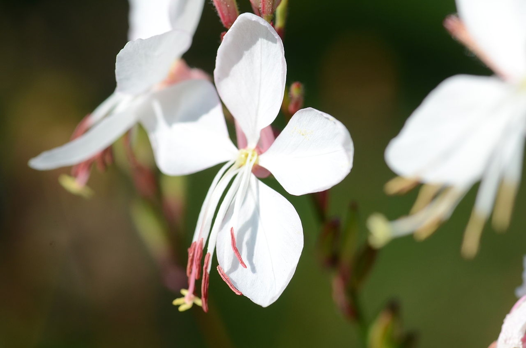 Close up of flower