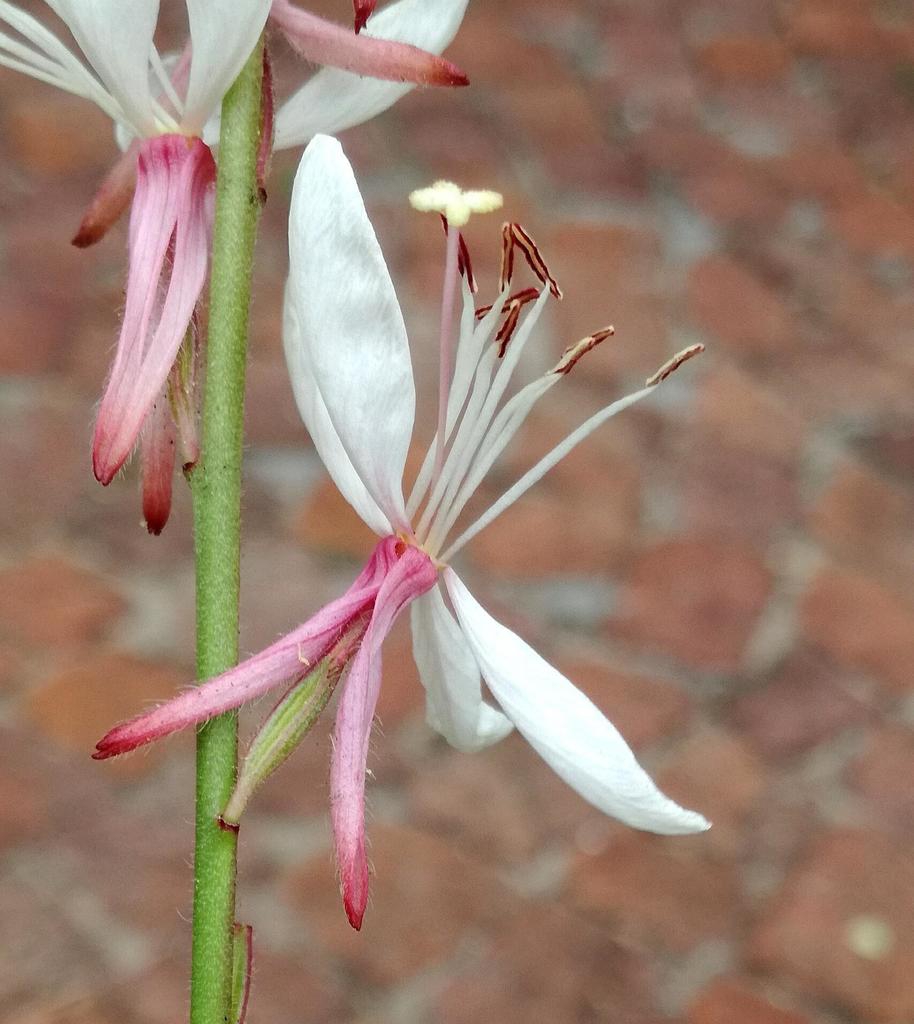 Back of bloom