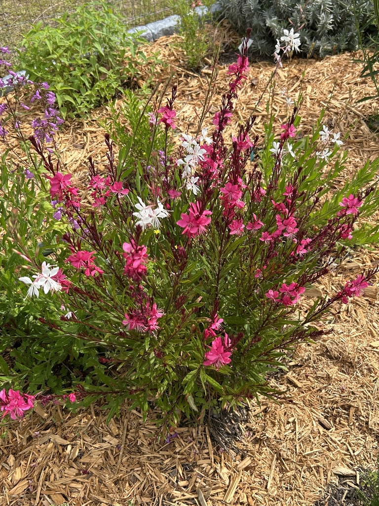 Pink and white blooms
