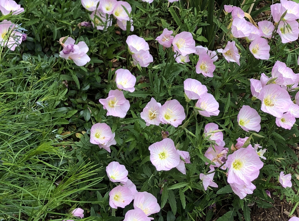 Oenothera speciosa