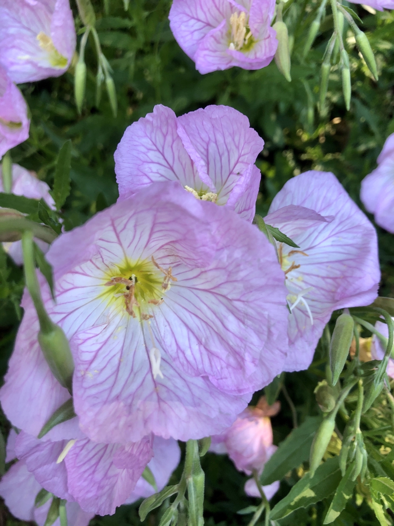 Oenothera speciosa