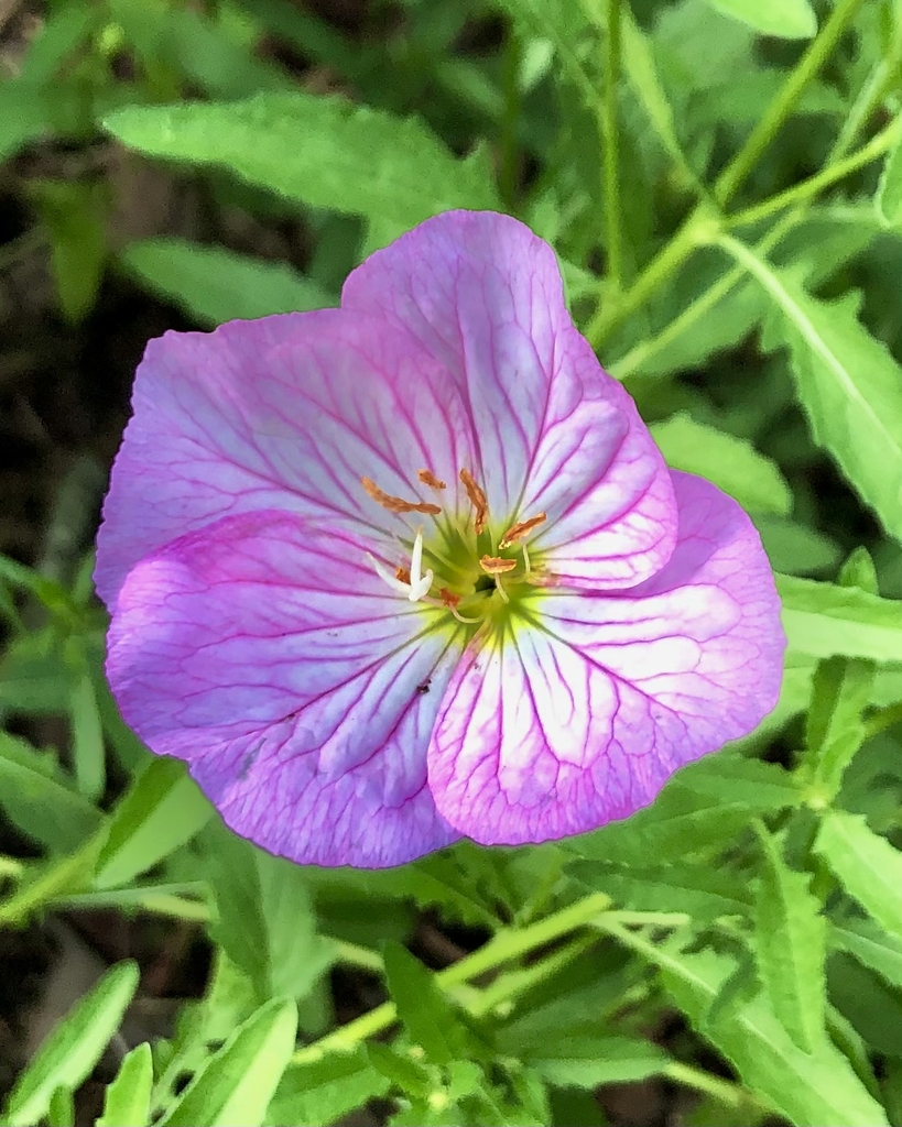 lance shaped leaves. edges toothed. Petals have veining