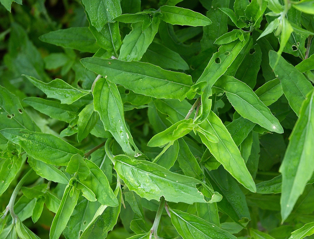 Leaves