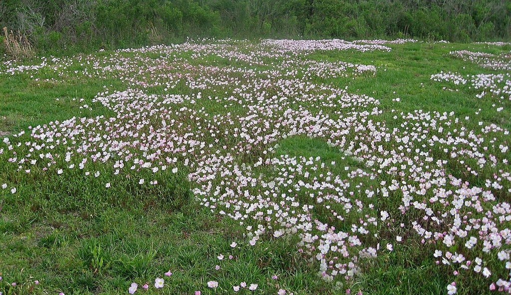 Spreading in a field