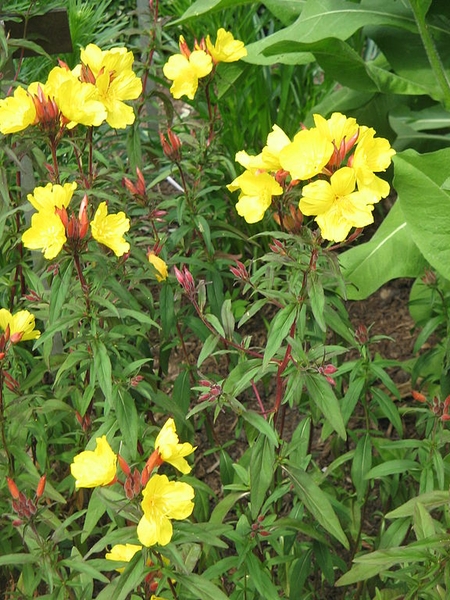 Oenothera tetragona