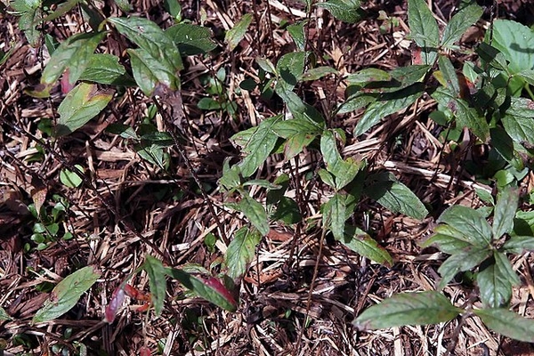 Oenothera tetragona
