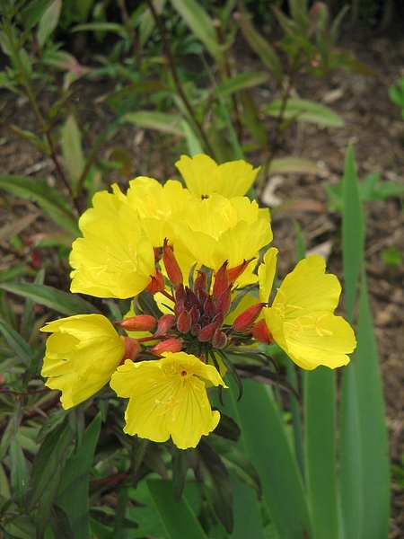 Oenothera tetragona