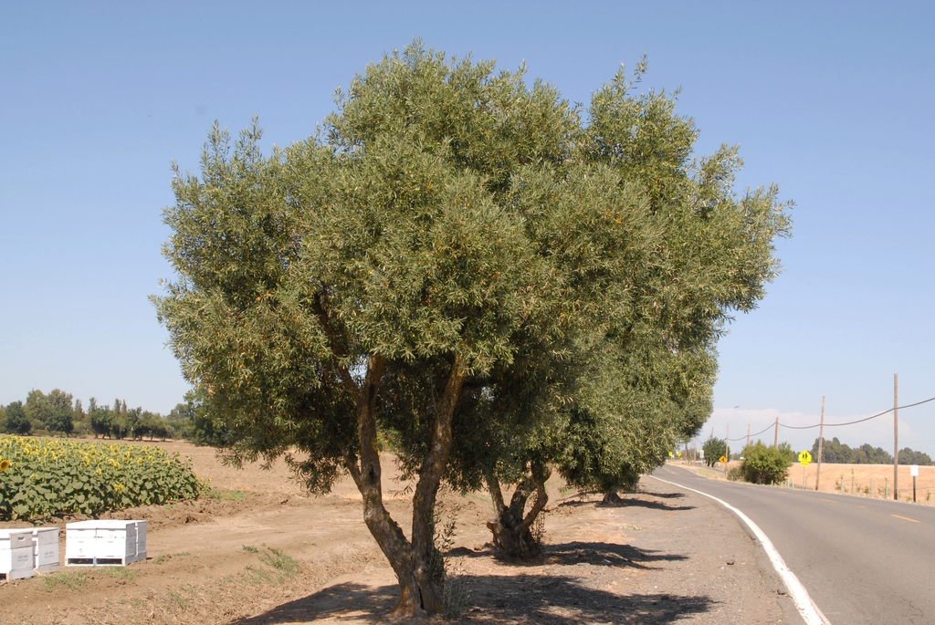Olea europaea
