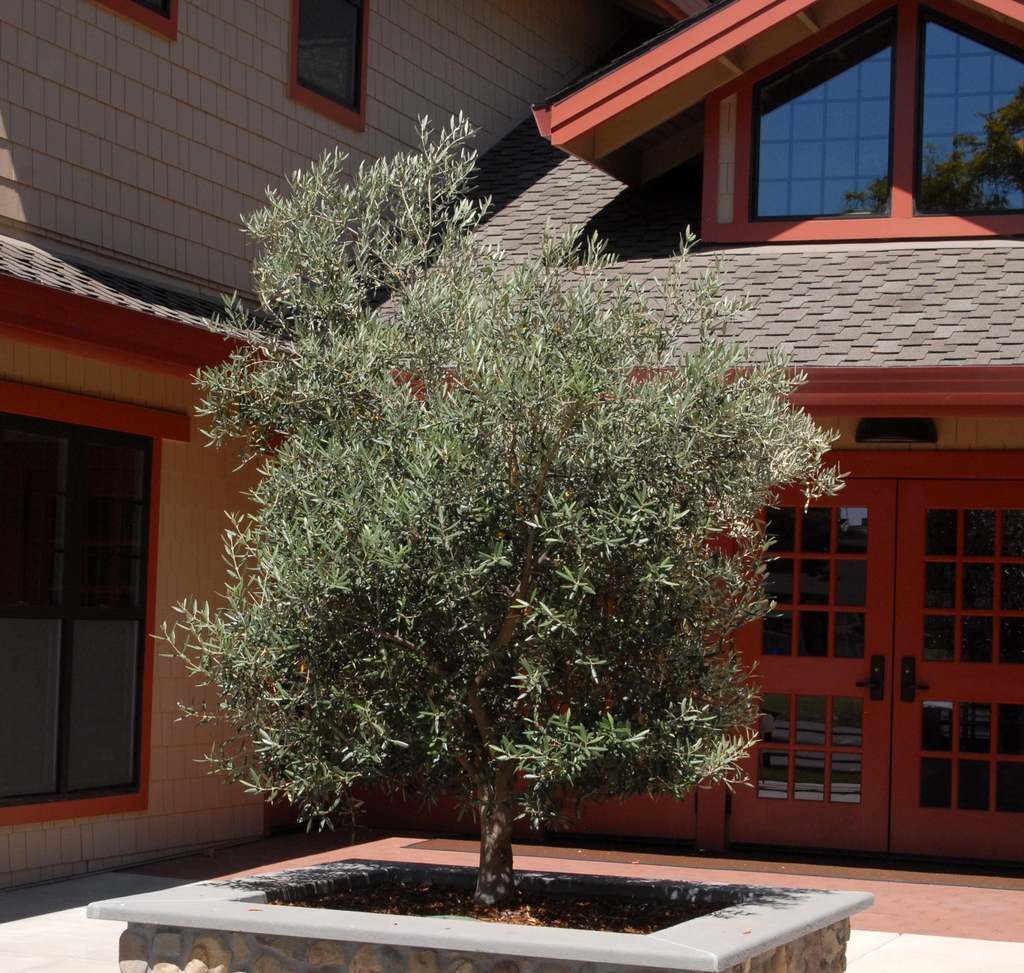 Olea europaea