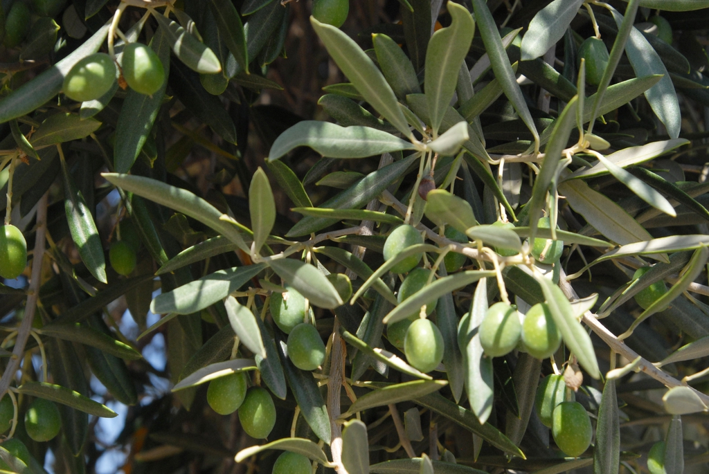 Olea europaea