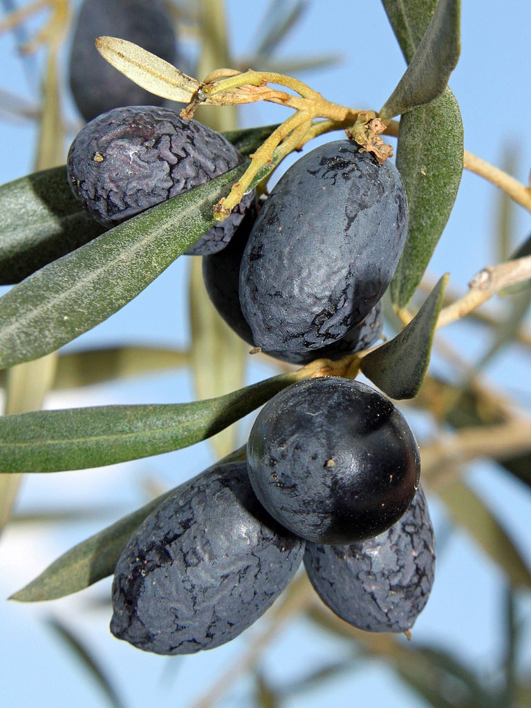 Mature fruit