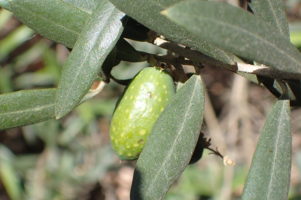 Leaf closeup