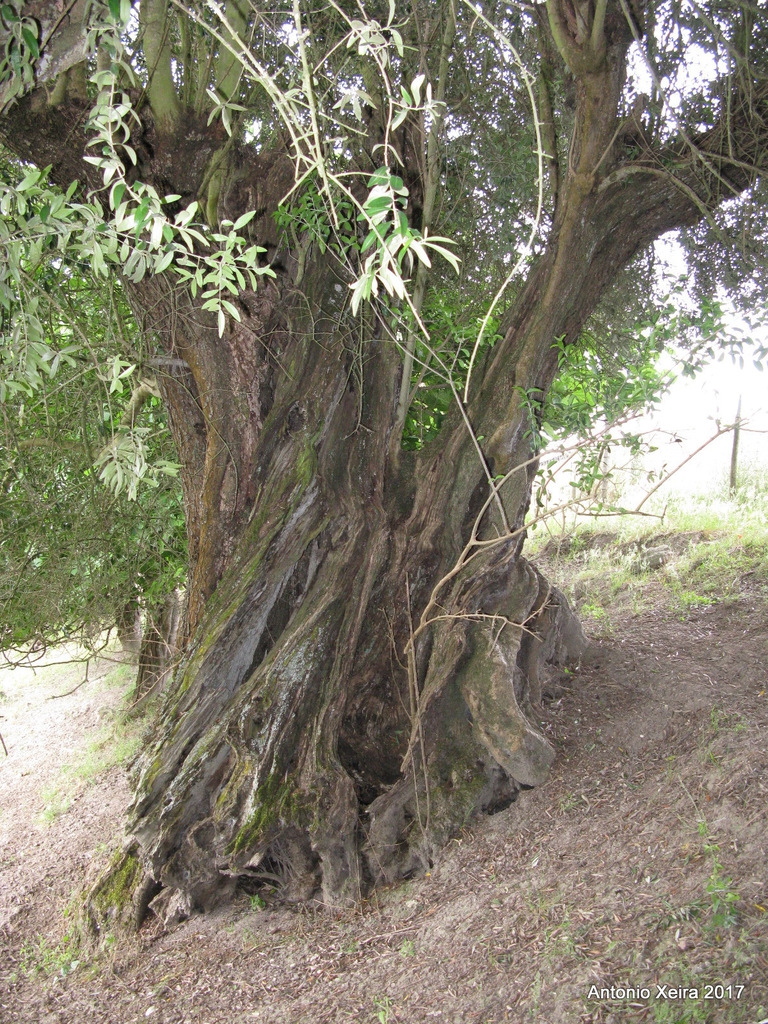 Trunk of a mature tree