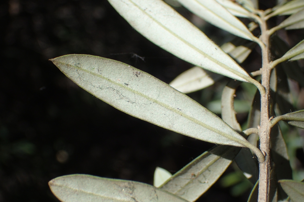 Underside of leaf