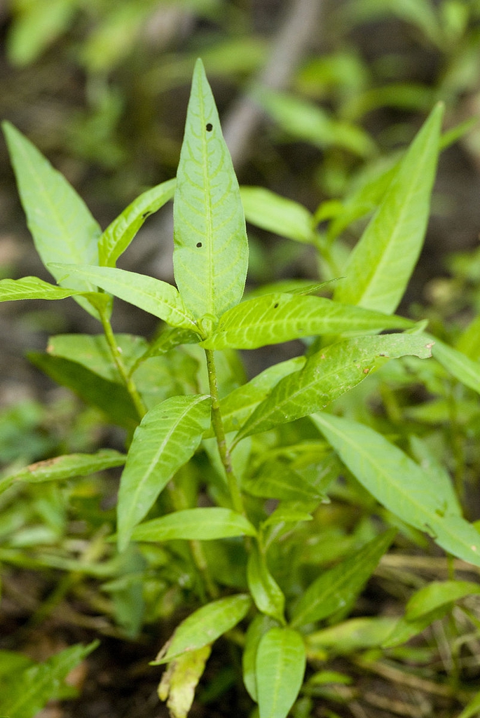 Polygonum hydropiper