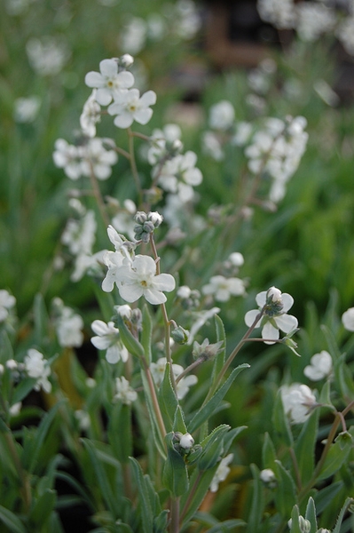 Omphalodes linifolia