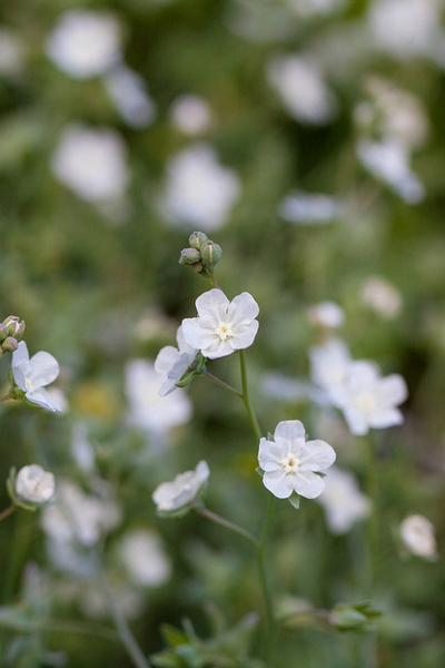 Omphalodes linifolia